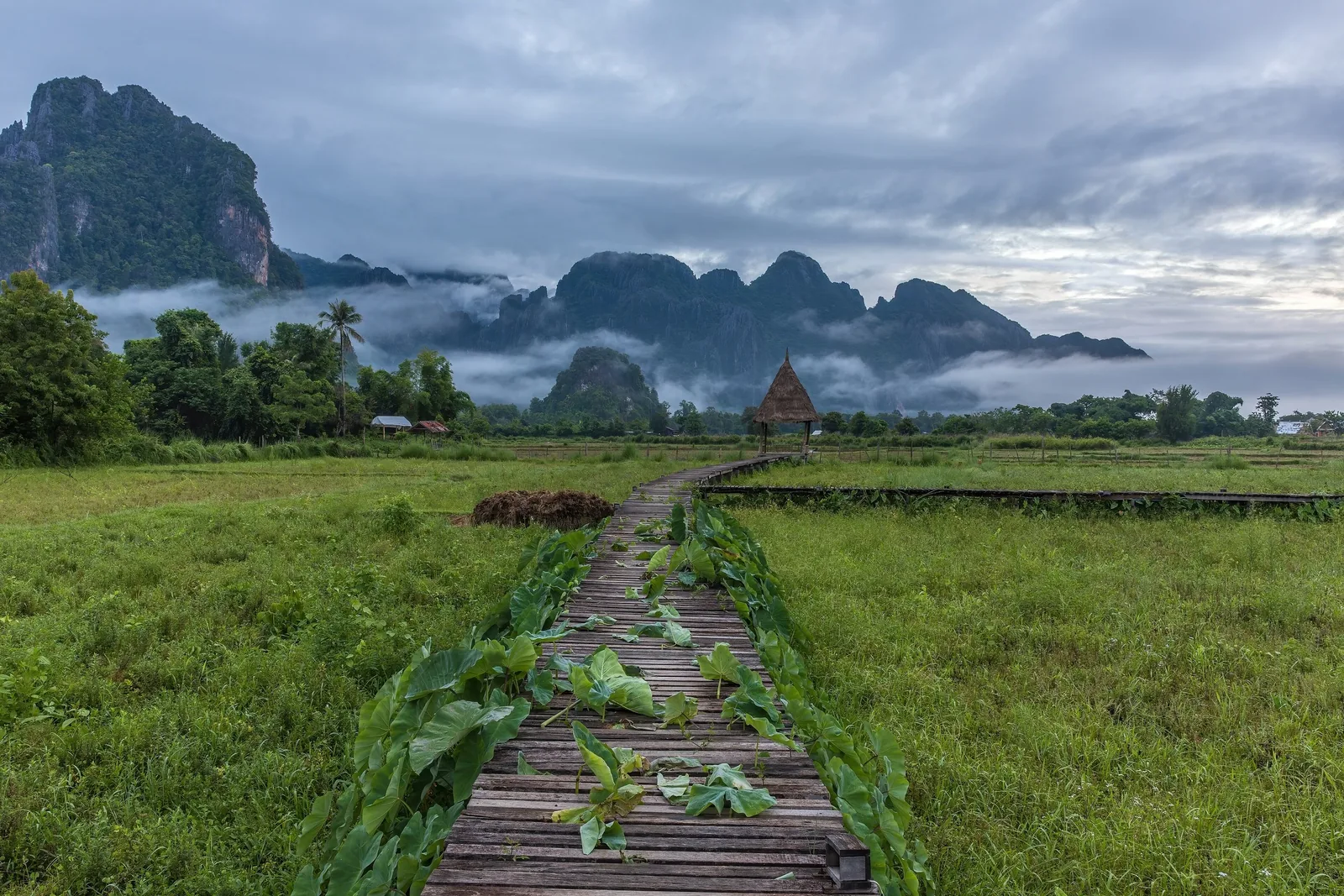 A wooden walkway crosses green rice fields toward a thatched hut beneath misty limestone karsts in Vang Vieng.