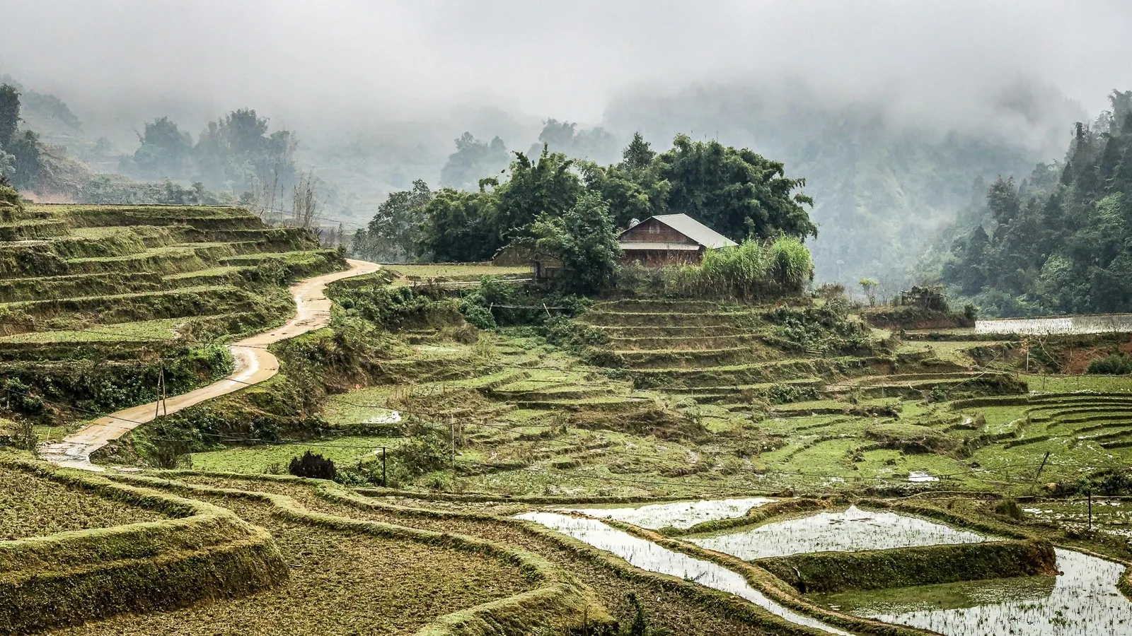 A winding path cuts through misty rice terraces and a small farmhouse near Sapa, Vietnam.