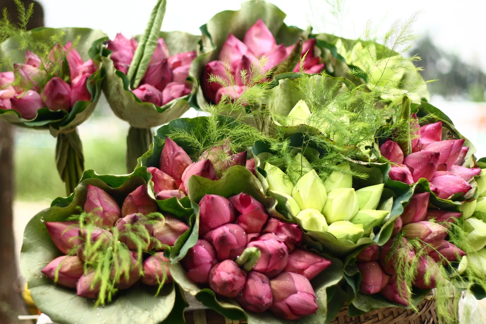 Bunches of fresh pink lotus buds wrapped in leaves for sale at a market in Hanoi.