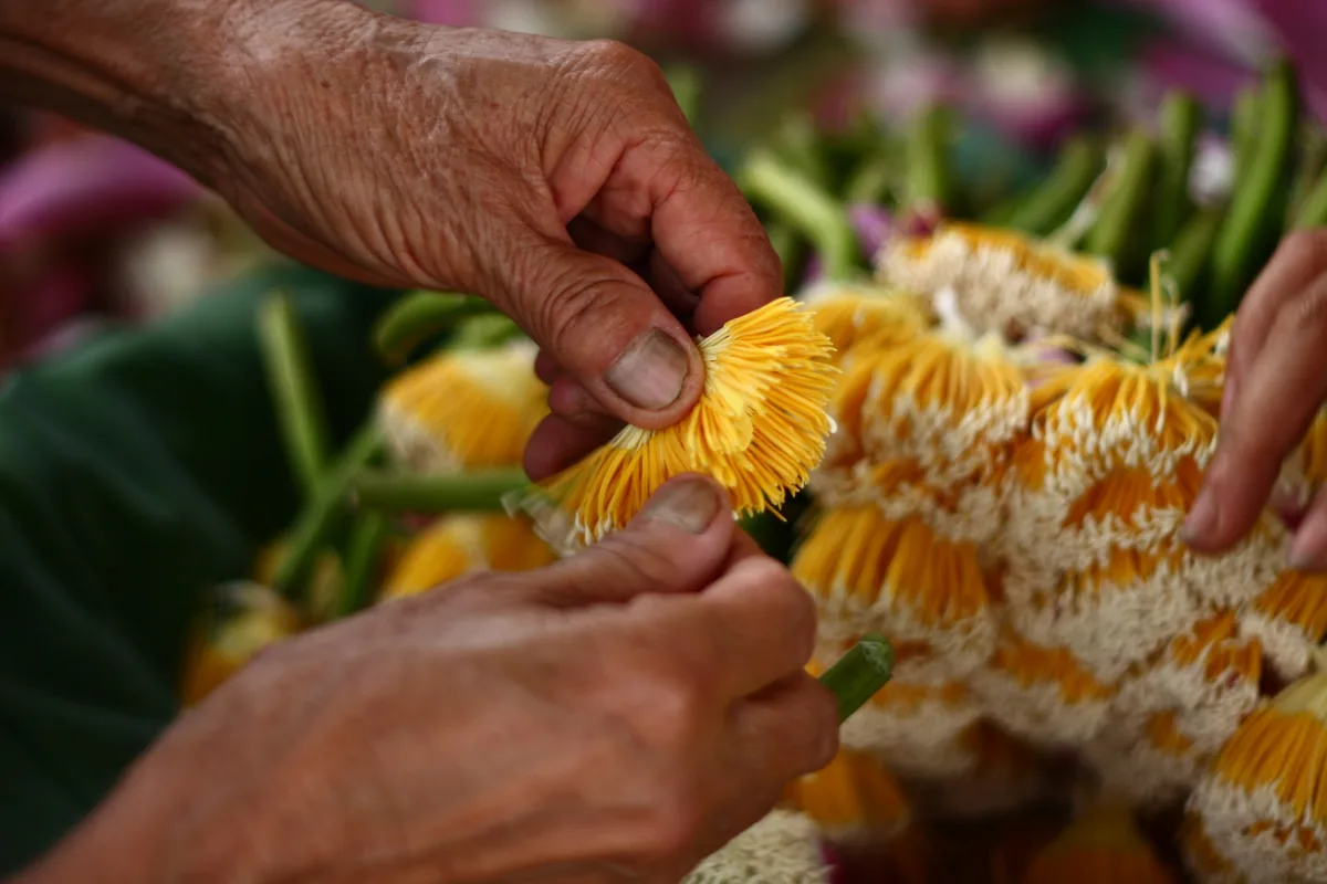 Weathered hands arrange yellow flower blossoms into a traditional garland in Hanoi.