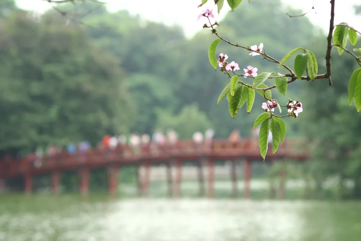 A blossoming branch frames the red Huc Bridge crossing Hoan Kiem Lake in Hanoi.