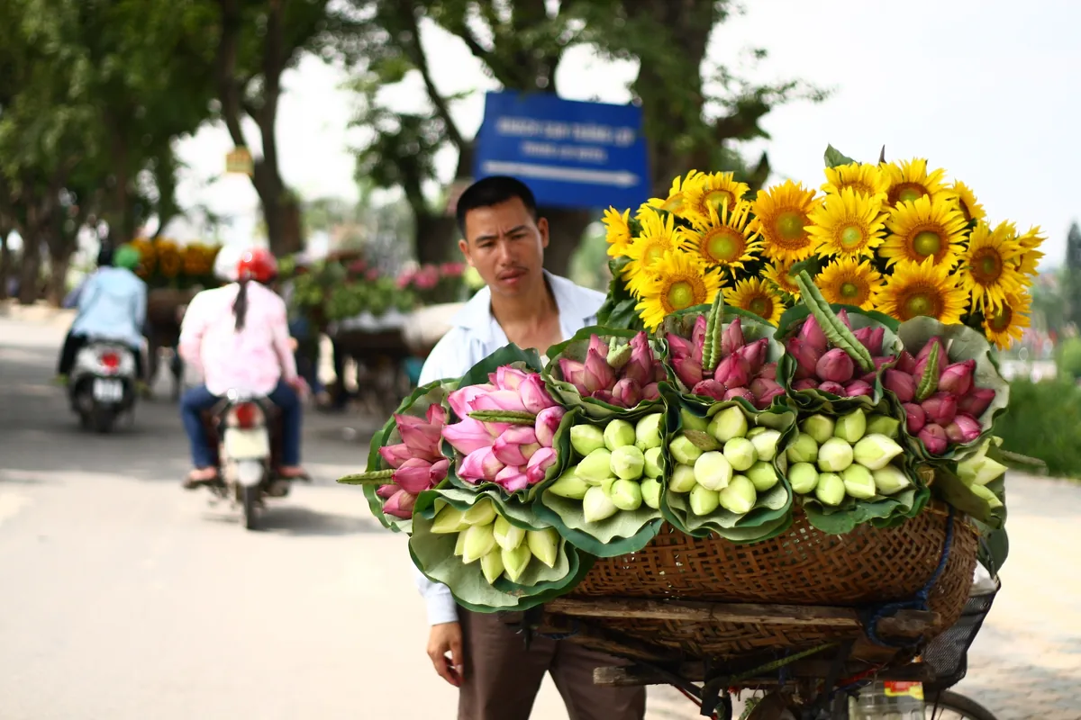 A street vendor in Hanoi pushes a bicycle loaded with lotus flowers and sunflowers along a tree-lined road.