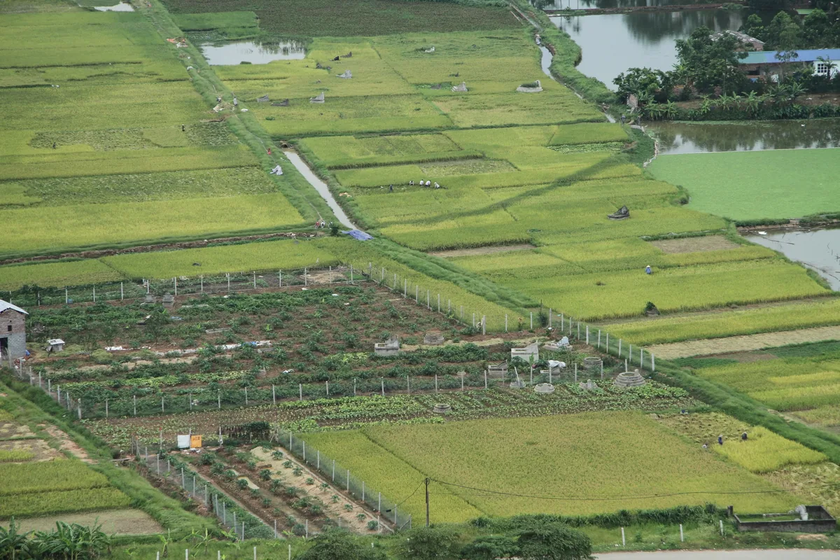 Aerial view of patchwork rice paddies and vegetable plots crisscrossed by paths on the outskirts of Hanoi.