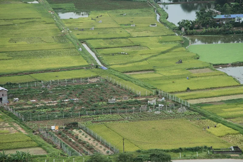 Aerial view of patchwork rice paddies and vegetable plots crisscrossed by paths on the outskirts of Hanoi.