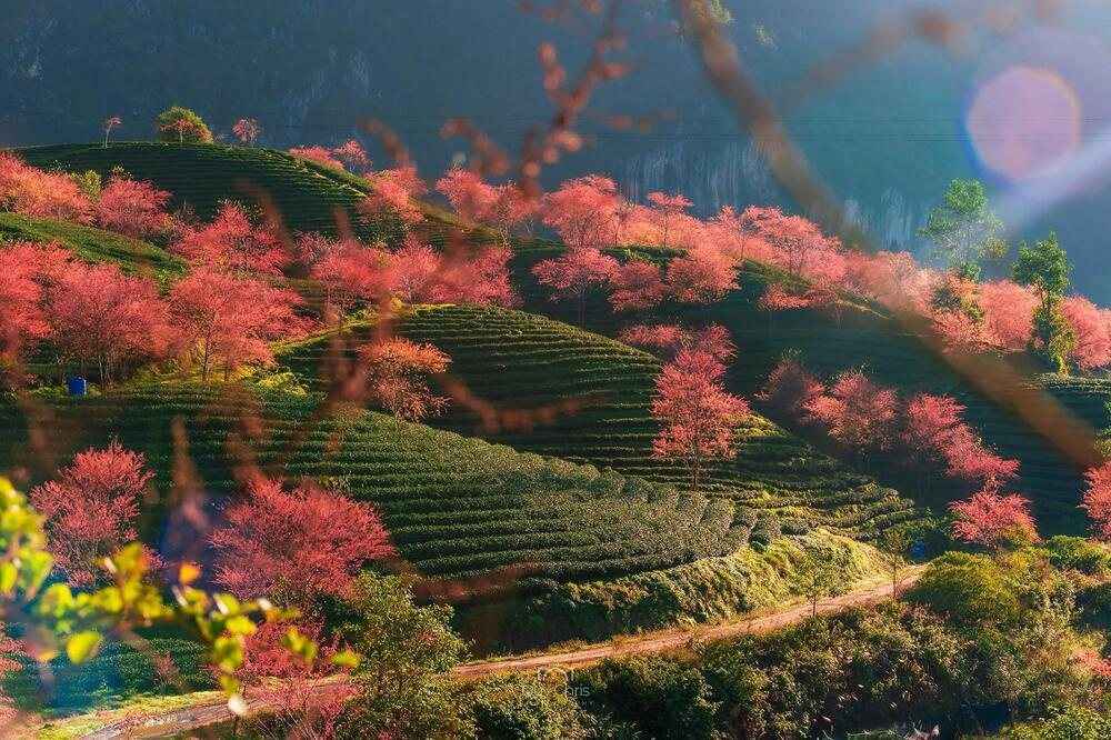 Tea terraces in flower with pink blossom trees between the rows