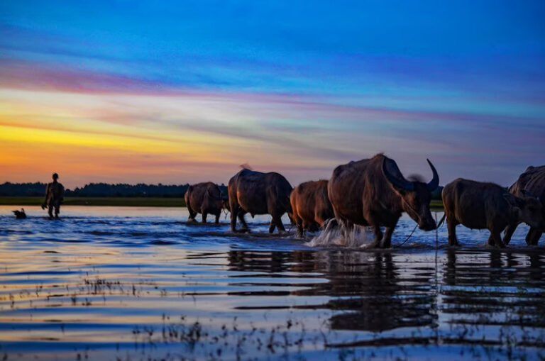 Water buffalo wading across a flooded field at dusk