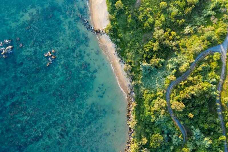 Coastline and forest seen from above, with a road tracing the shore