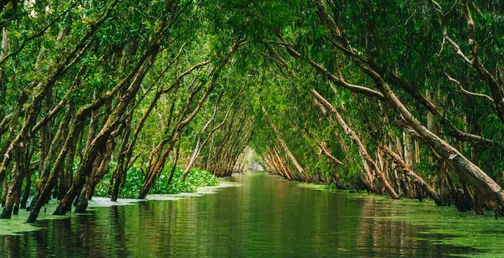 Green water channel running through a flooded cajuput forest