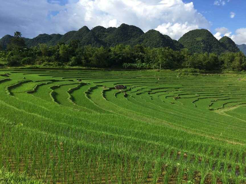 Young rice terraces stepping toward wooded hills