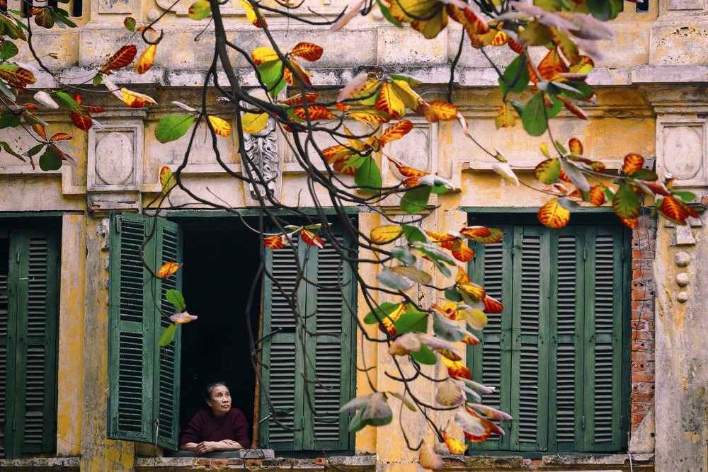 Yellow colonial facade with green shutters under climbing branches