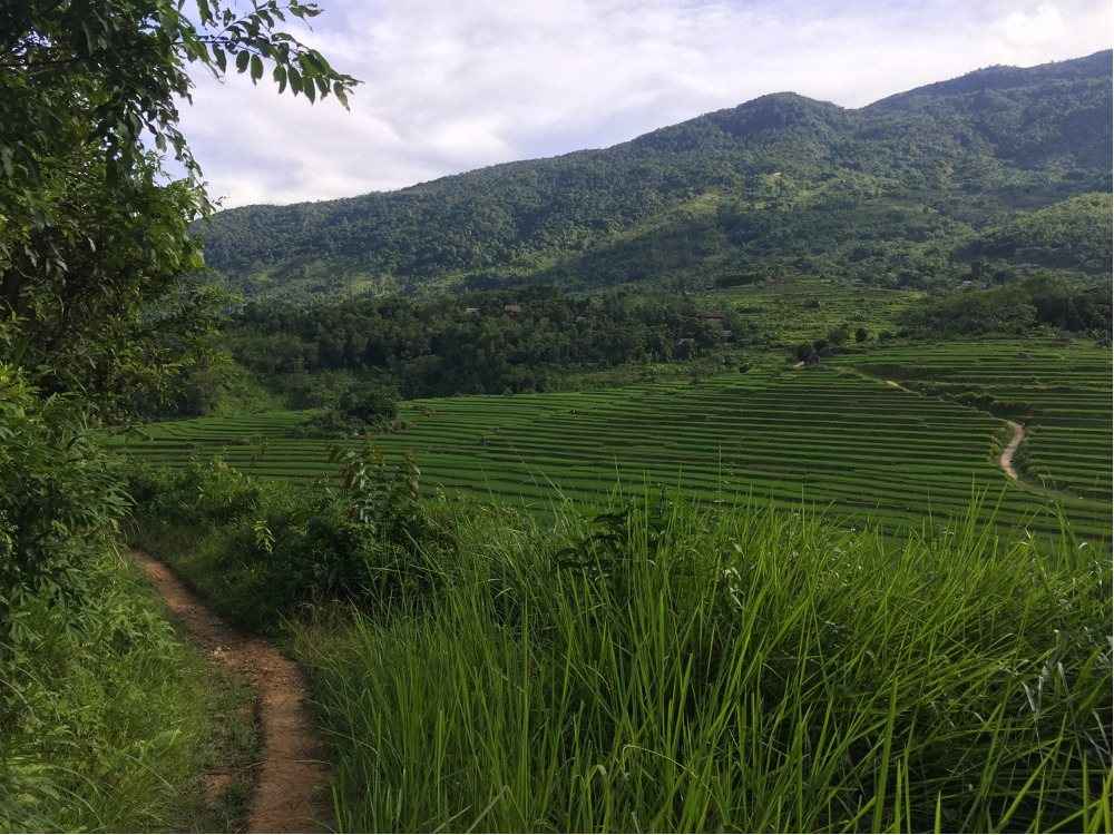 Footpath running between tea bushes and rice terraces